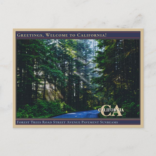 Carte Postale Route des arbres de la forêt Avenue Chaussée Rayon (Devant)