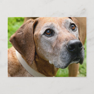 Carte Postale Rowdy