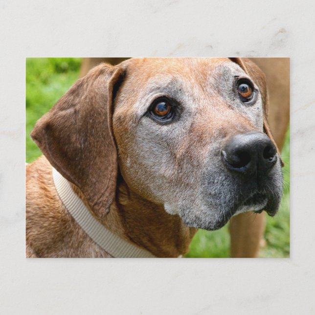 Carte Postale Rowdy (Devant)