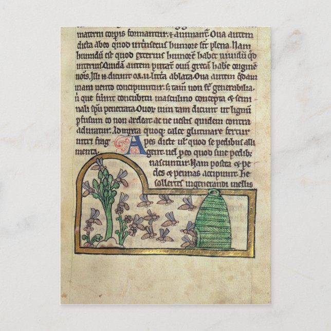 Carte Postale Roy Page de texte avec illustration (Devant)