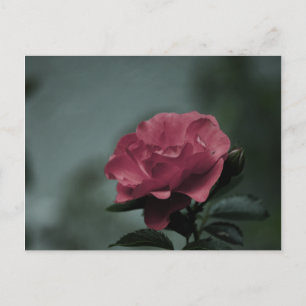 Carte postale Royal Blush