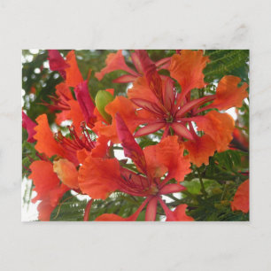 Carte postale Royal Poinciana Flower