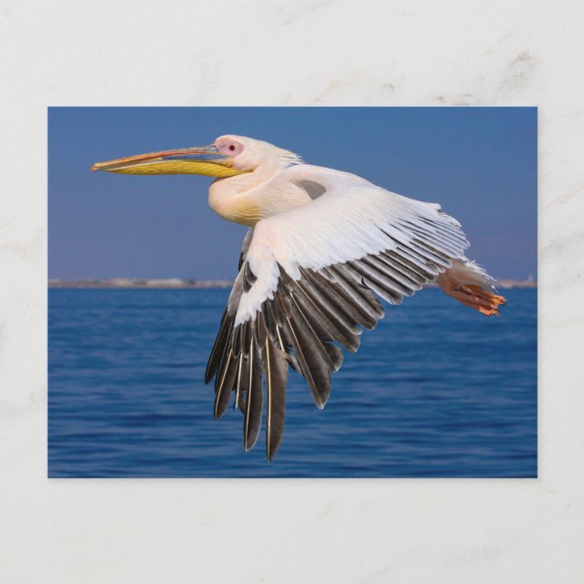 Carte Postale Roza Pelikan (Devant)