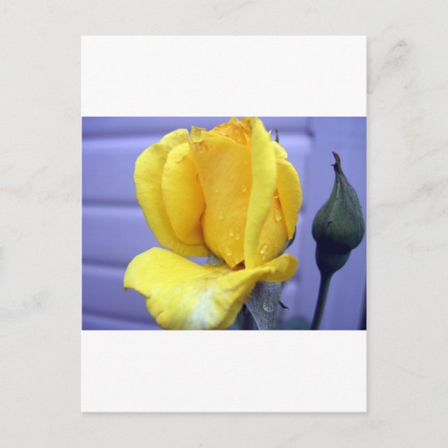 Carte Postale Rsoebud jaune (Devant)