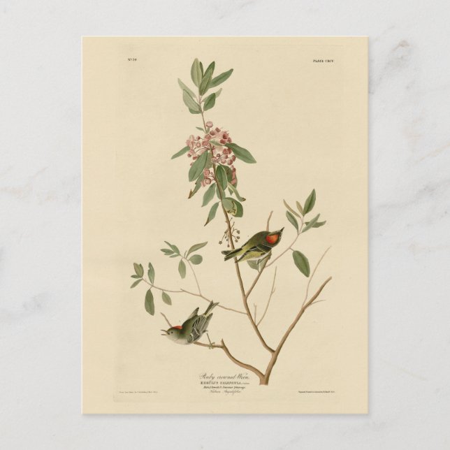 Carte Postale Ruby couronné Wren (Kinglet) Audubon Birds Amériqu (Devant)