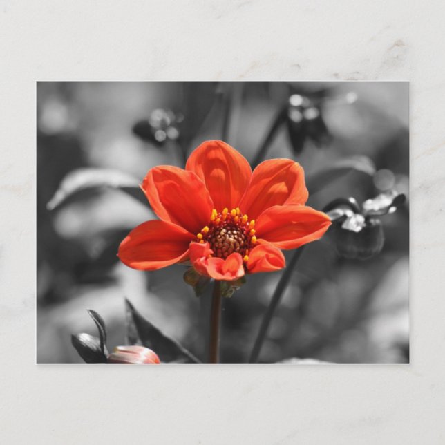Carte postale Ruby Flower (Devant)
