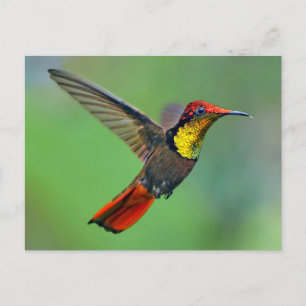 Carte Postale Ruby Topaz Hummingbird (moustique Chrysolampis)