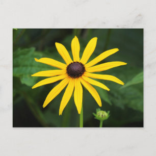 Carte Postale Rudbeckia hirta