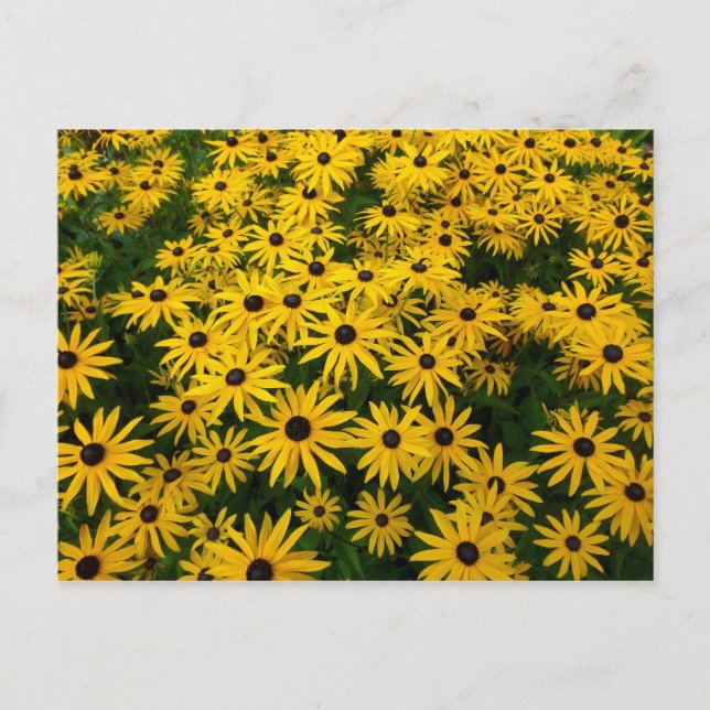 Carte Postale Rudbeckia Hirta (Susans aux yeux noirs) (Devant)