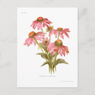 Carte Postale Rudbeckia purpurea