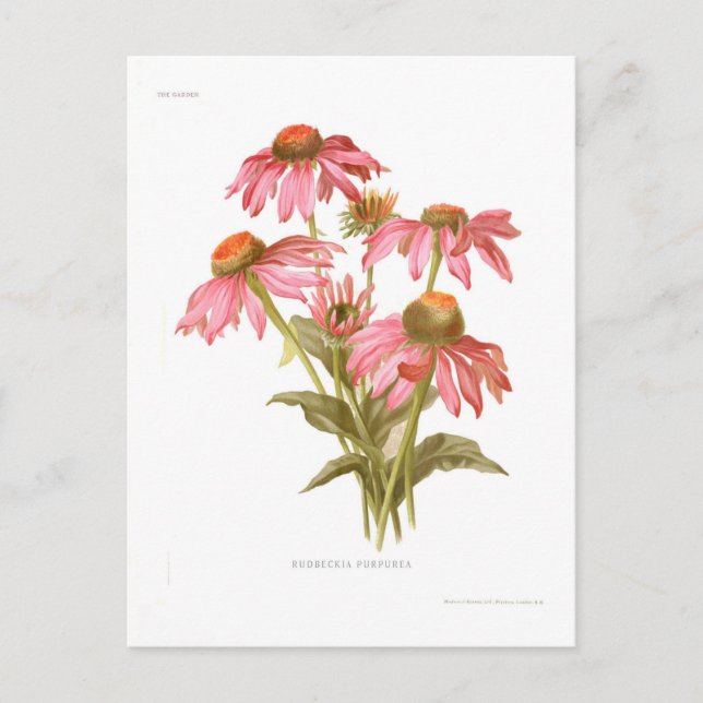 Carte Postale Rudbeckia purpurea (Devant)