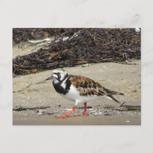 Carte Postale Ruddy Turnstone (phase estivale) (Devant)