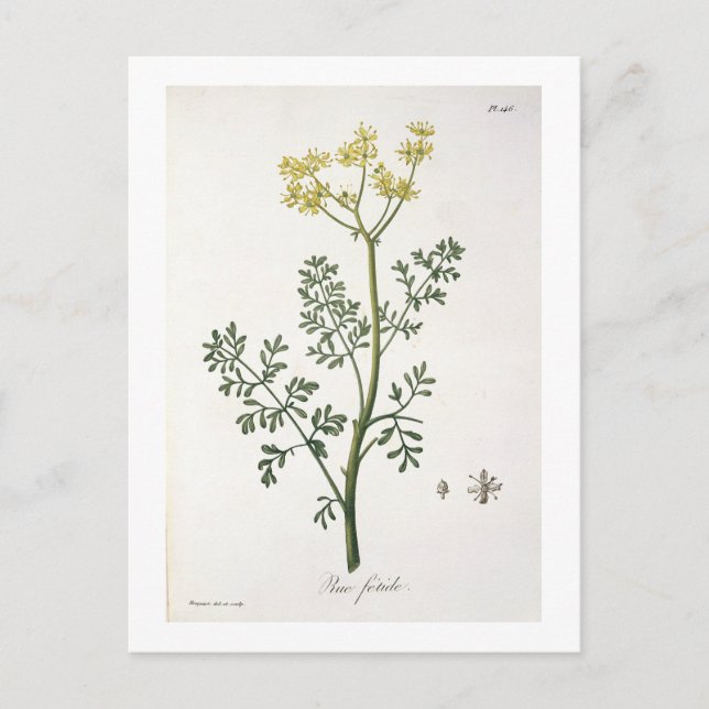 Carte Postale Rue de "Phytographie Medicale" de Joseph Roques (Devant)