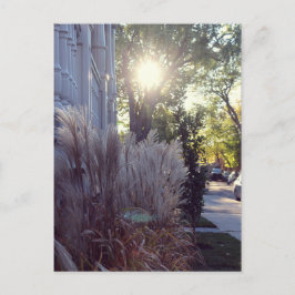 Carte Postale Rue Théodore