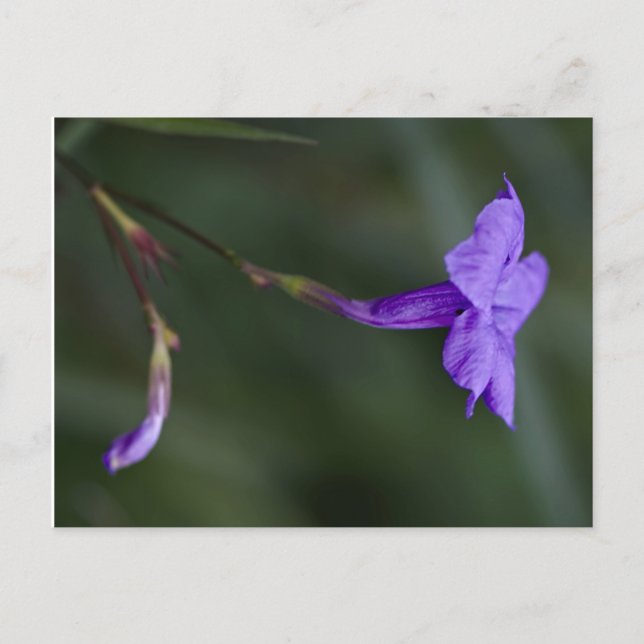 Carte Postale Ruellia simplex, closeup de pétunia mexicain (Devant)