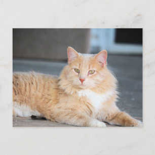 Carte Postale Ruffles