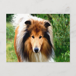 Carte Postale rugueux collie chien se mouvoir d'aimer