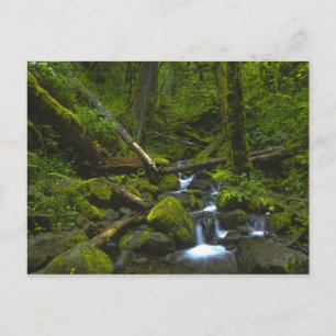 Carte Postale Ruisseau de la forêt pluviale tempérée dans la riv
