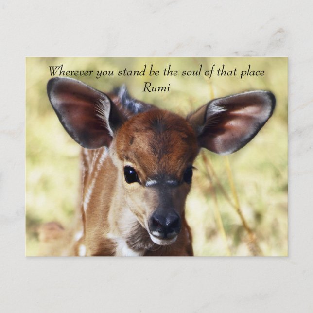 Carte Postale Rumi Où que vous soyez (Devant)