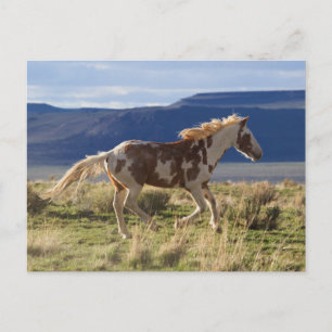 Carte Postale Running Stallion, Steens Mountains, Oregon