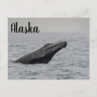 Rupture de baleine à bosse Alaska