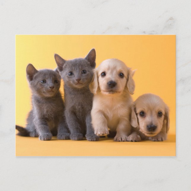 Carte Postale Russian Blue Kittens et Dachshund (Devant)