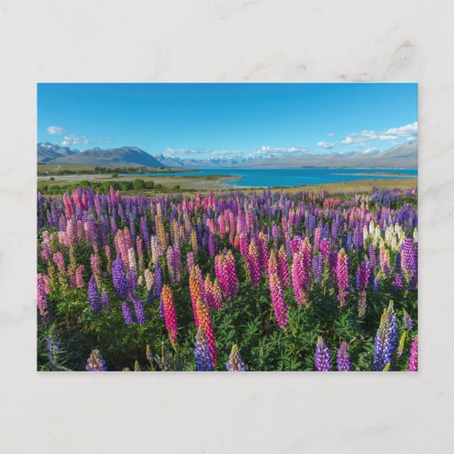 Carte Postale Russle Lupines au lac Tekapo | Nouvelle-Zélande (Devant)