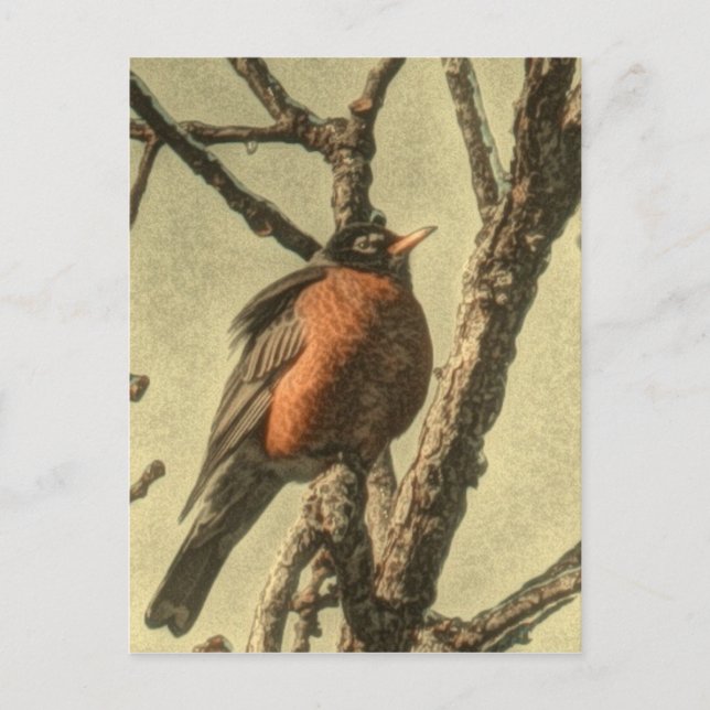 Carte Postale Rustic Tree branches Michigan State Bird Robin (Devant)