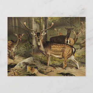 Carte Postale Rustique Antler Deer Zoological