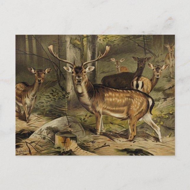 Carte Postale Rustique Antler Deer Zoological (Devant)