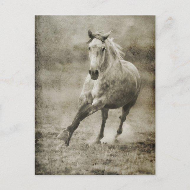 Carte Postale Rustique Galloping Cheval andalou (Devant)