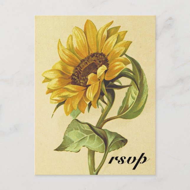Carte Postale Rustique Vintage Sunflower "rsvp" (Devant)