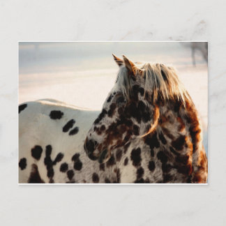 Carte Postale Rusty the Appaloosa