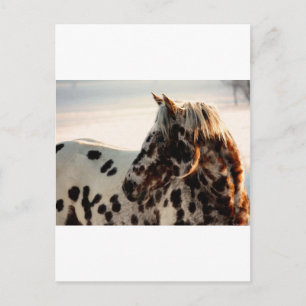Carte Postale Rusty the Appaloosa