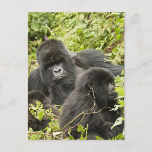 Carte Postale Rwanda, Parc national des volcans