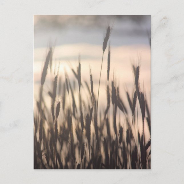 Carte Postale Rye Grossissant grand au coucher du soleil (Devant)