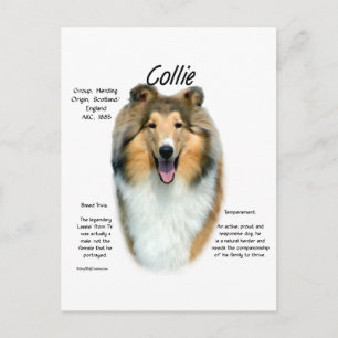 Carte Postale Sable Rough Collie Rencontrez la race