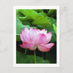 Carte Postale Sacred Lotus : Japon