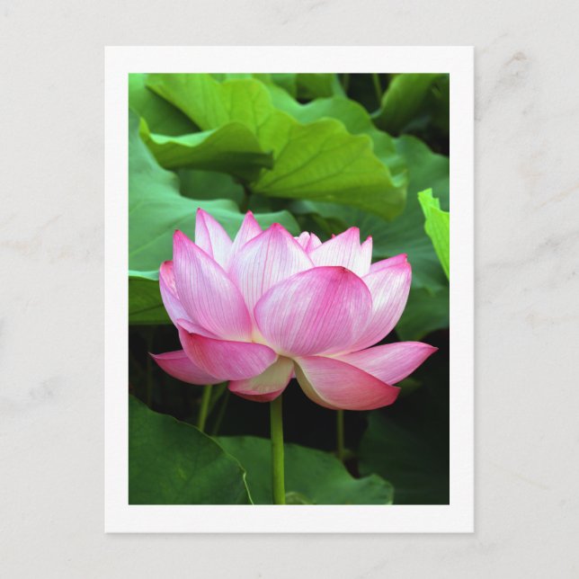 Carte Postale Sacred Lotus : Japon (Devant)