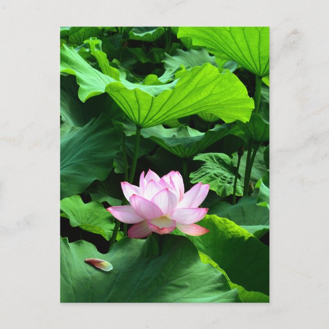 Carte Postale Sacred Lotus : Japon (Devant)