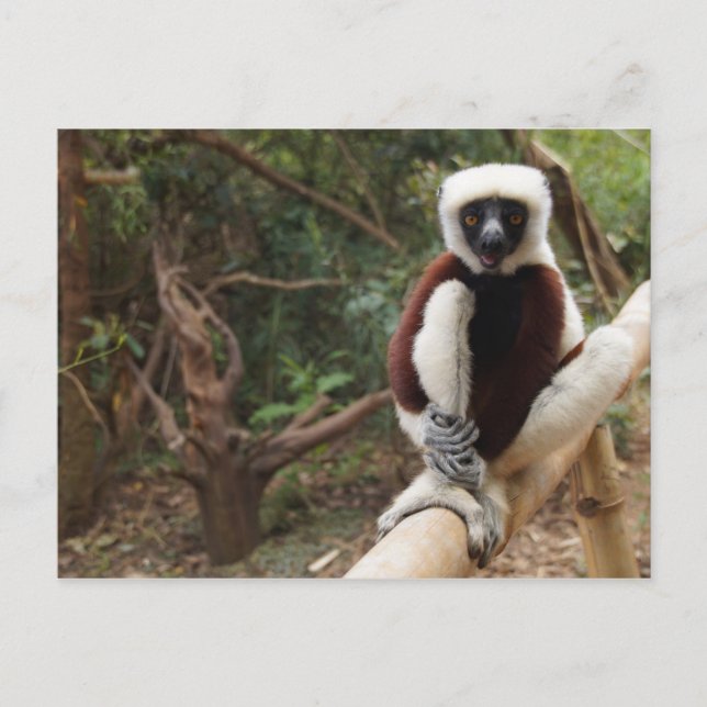 Carte Postale Safaki Lemur Faune de Madagascar (Devant)