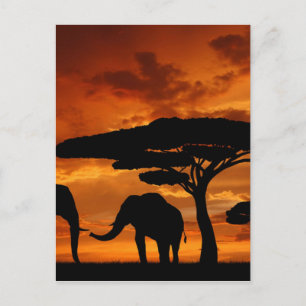 Carte Postale Safari Baobab africain silhouette d'éléphant