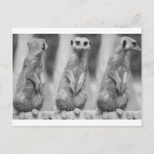 Carte Postale Safari Cute African Classé Suricate Meerkat