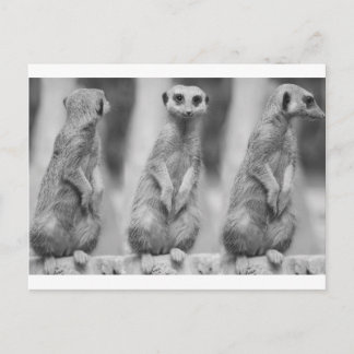 Carte Postale Safari Cute African Classé Suricate Meerkat