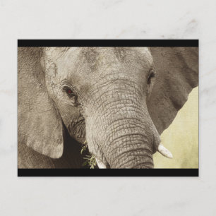 Carte postale safari faune d'éléphants africains