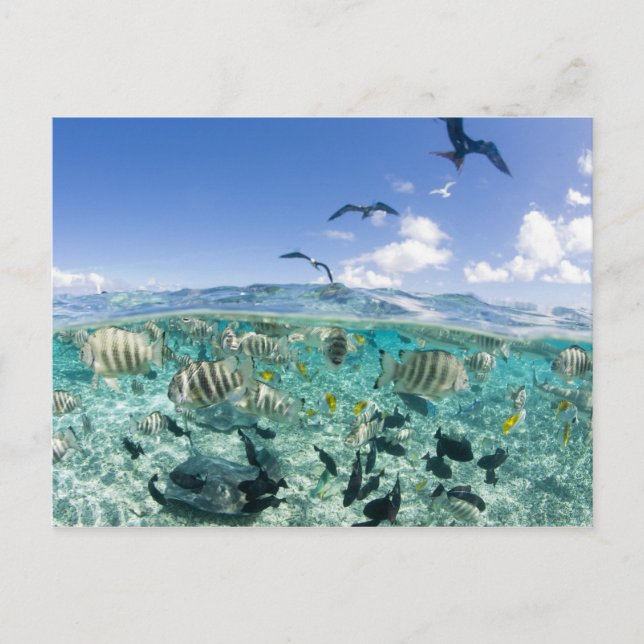 Carte Postale safari sur la lagune avec Stingrays (Devant)