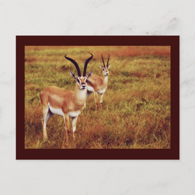 Carte postale safari Thompsons Gazelle (Devant)