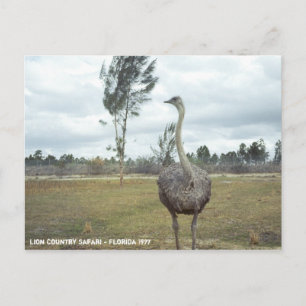 Carte Postale Safari vintage Ostrich 1977