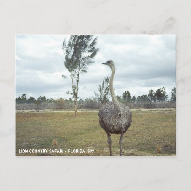 Carte Postale Safari vintage Ostrich 1977 (Devant)