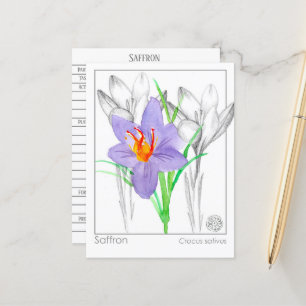 Carte Postale Saffron Crocus Herb Plante Materia Medica